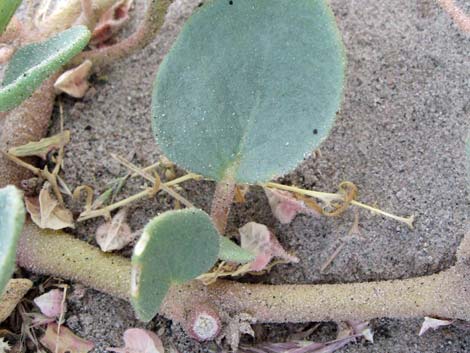 Desert Sand Verbena (Abronia villosa)