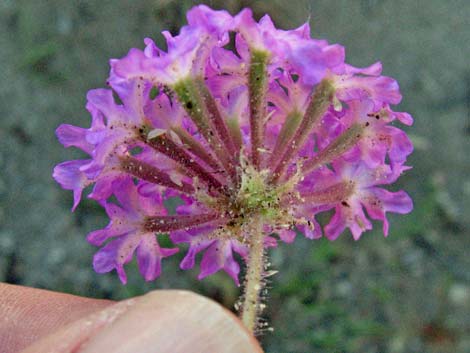 Desert Sand Verbena (Abronia villosa)