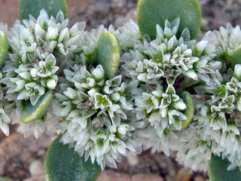 Onyxflower (Achyronychia cooperi)