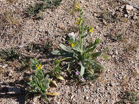 Bristly Fiddleneck (Amsinckia tessellata)