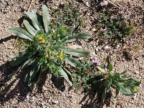 Bristly Fiddleneck (Amsinckia tessellata)