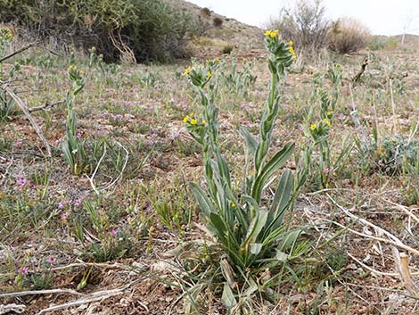 Bristly Fiddleneck (Amsinckia tessellata)