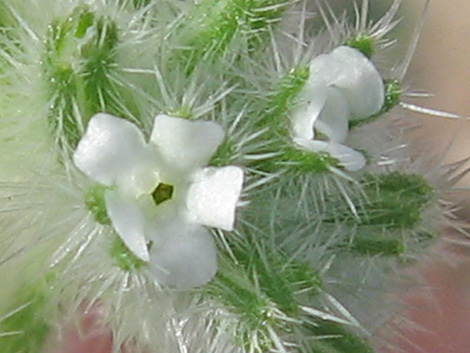 Forget-Me-Nots (Cryptantha)