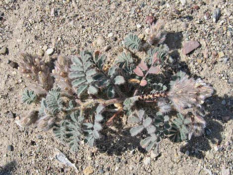 Soft Prairie Clover (Dalea mollissima)