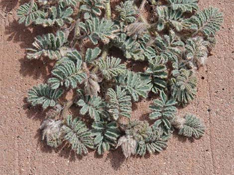 Soft Prairie Clover (Dalea mollissima)