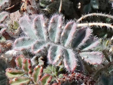 Soft Prairie Clover (Dalea mollissima)