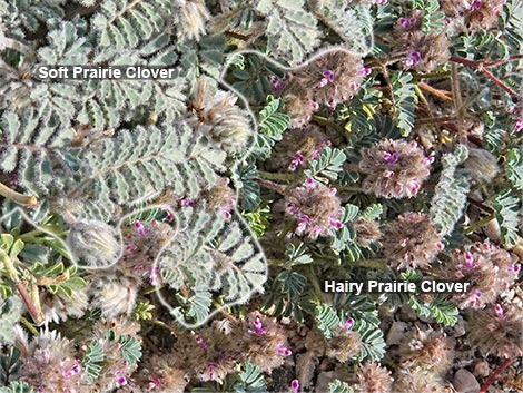 Hairy Prairie Clover