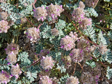 Hairy Prairie Clover