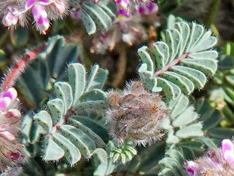 Hairy Prairie Clover