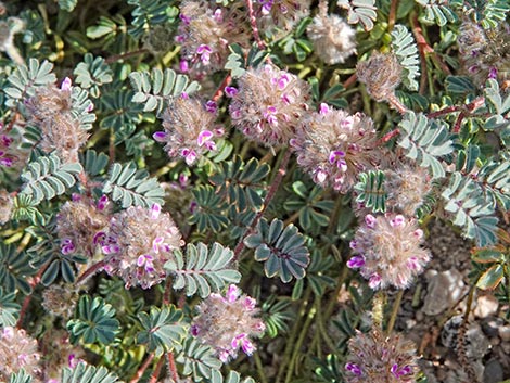 Hairy Prairie Clover