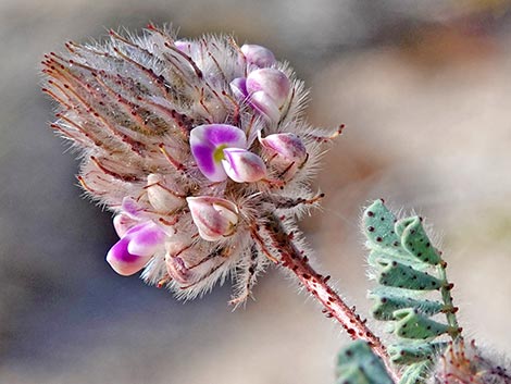 Hairy Prairie Clover