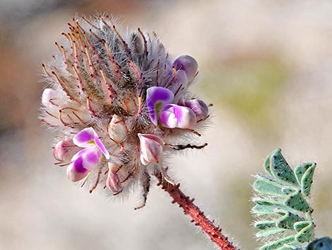Hairy Prairie Clover