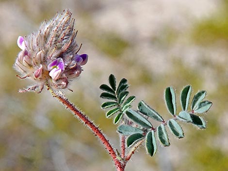 Hairy Prairie Clover