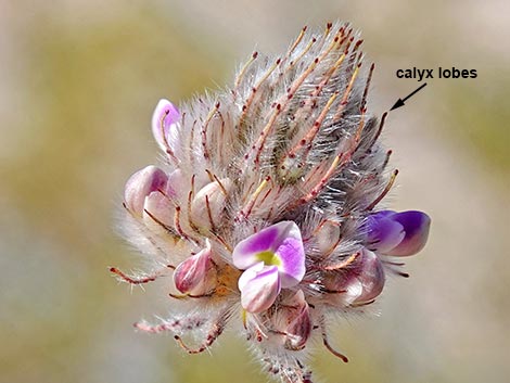 Hairy Prairie Clover