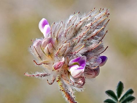 Hairy Prairie Clover