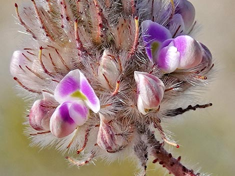 Hairy Prairie Clover (Dalea mollis)