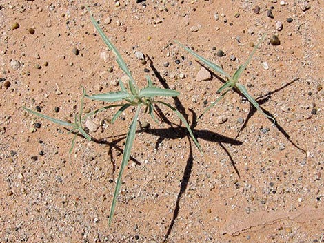 Desert Twinbugs (Dicoria canescens)