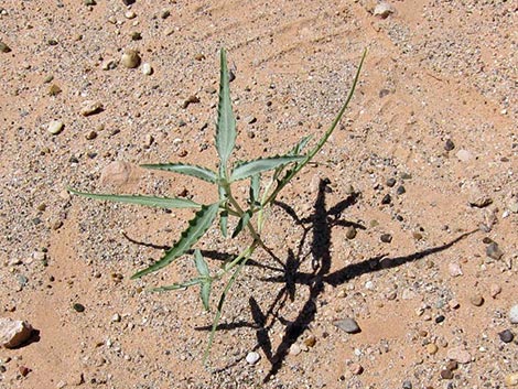 Desert Twinbugs (Dicoria canescens)