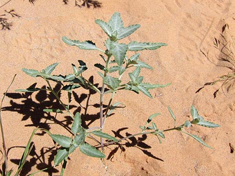 Desert Twinbugs (Dicoria canescens)