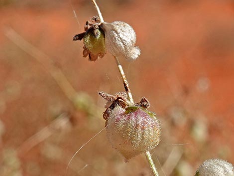 Desert Twinbugs (Dicoria canescens)