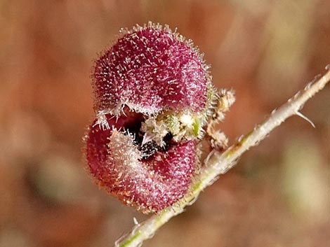 Desert Twinbugs (Dicoria canescens)