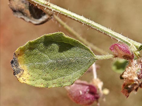 Desert Twinbugs (Dicoria canescens)