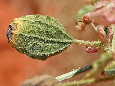 Desert Twinbugs (Dicoria canescens)