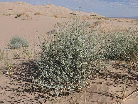 Desert Twinbugs (Dicoria canescens)