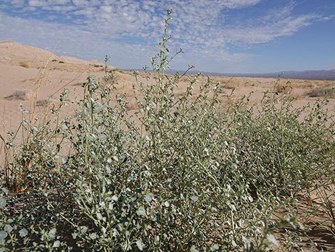 Desert Twinbugs (Dicoria canescens)