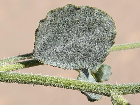 Desert Twinbugs (Dicoria canescens)