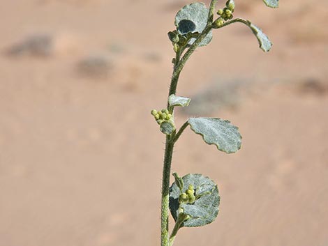 Desert Twinbugs (Dicoria canescens)