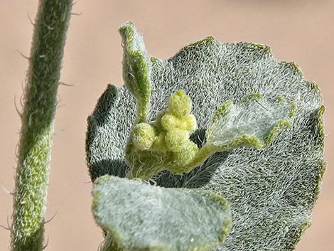 Desert Twinbugs (Dicoria canescens)