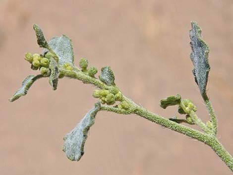 Desert Twinbugs (Dicoria canescens)