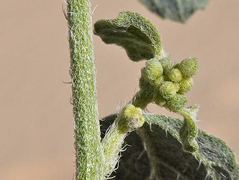 Desert Twinbugs (Dicoria canescens)