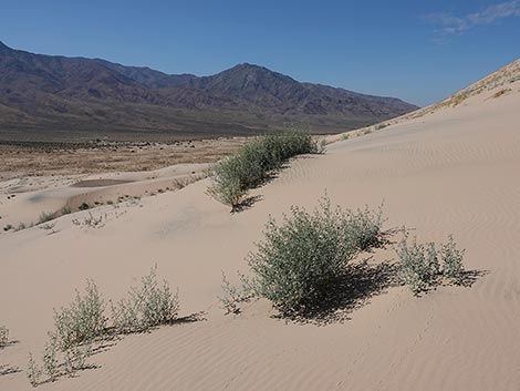 Desert Twinbugs (Dicoria canescens)
