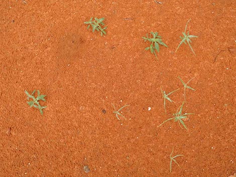 Desert Twinbugs (Dicoria canescens)