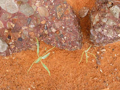 Desert Twinbugs (Dicoria canescens)