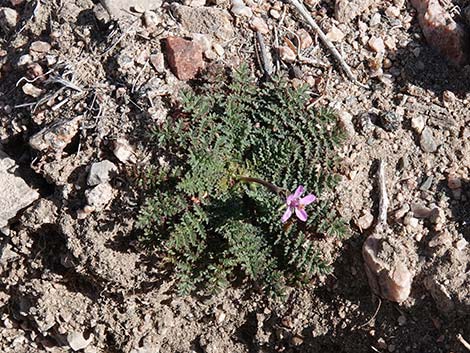 Redstem Stork's Bill (Erodium cicutarium)