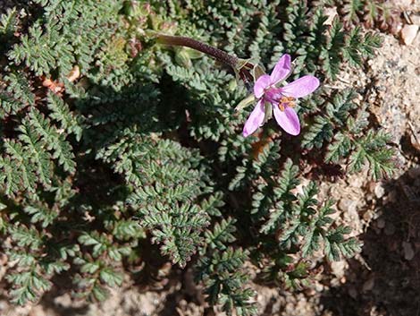 Redstem Stork's Bill (Erodium cicutarium)