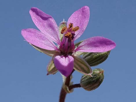 Redstem Stork's Bill (Erodium cicutarium)