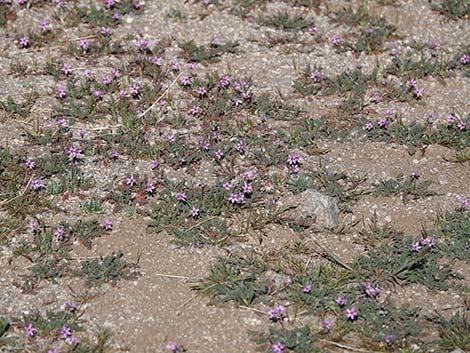 Redstem Stork's Bill (Erodium cicutarium)