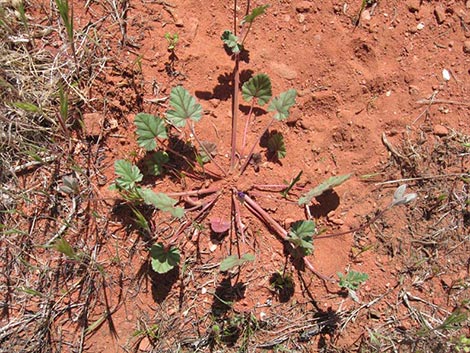 texas stork's bill (Erodium texanum)