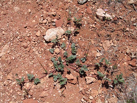 texas stork's bill (Erodium texanum)