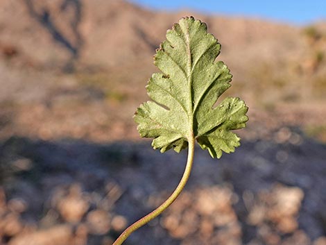 texas stork's bill (Erodium texanum)