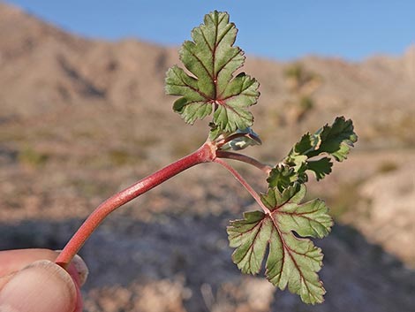 texas stork's bill (Erodium texanum)