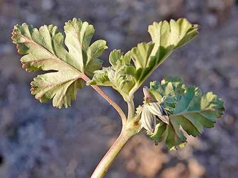 texas stork's bill (Erodium texanum)