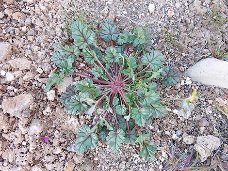 texas stork's bill (Erodium texanum)
