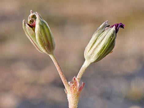 texas stork's bill (Erodium texanum)