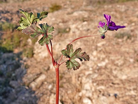 texas stork's bill (Erodium texanum)