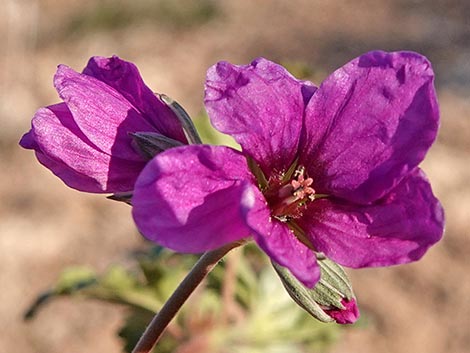 texas stork's bill (Erodium texanum)